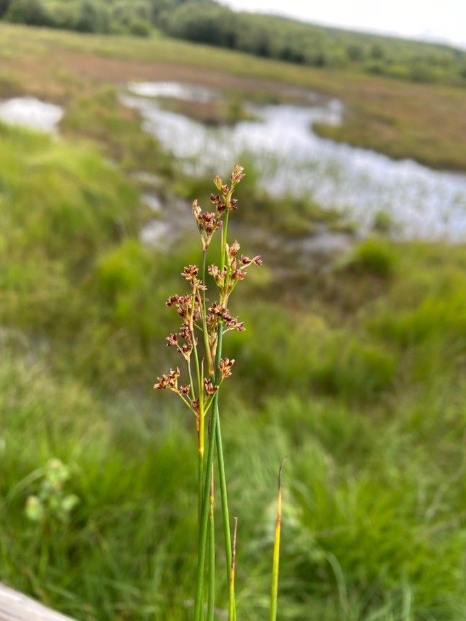 Juncus acutiflorus fruit