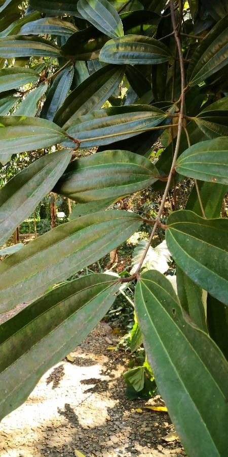 Cinnamomum bejolghota leaf
