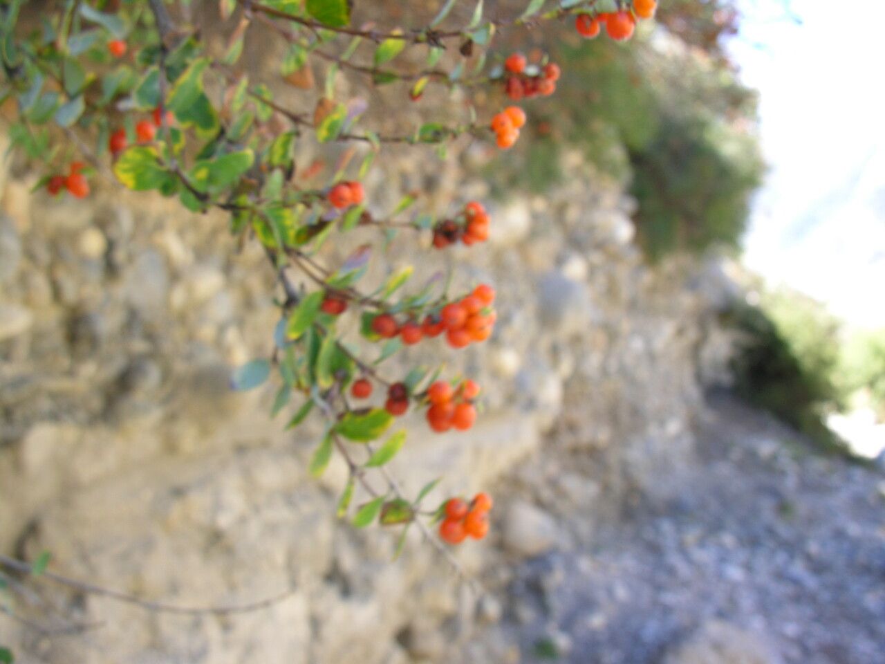 Lonicera hypoleuca other