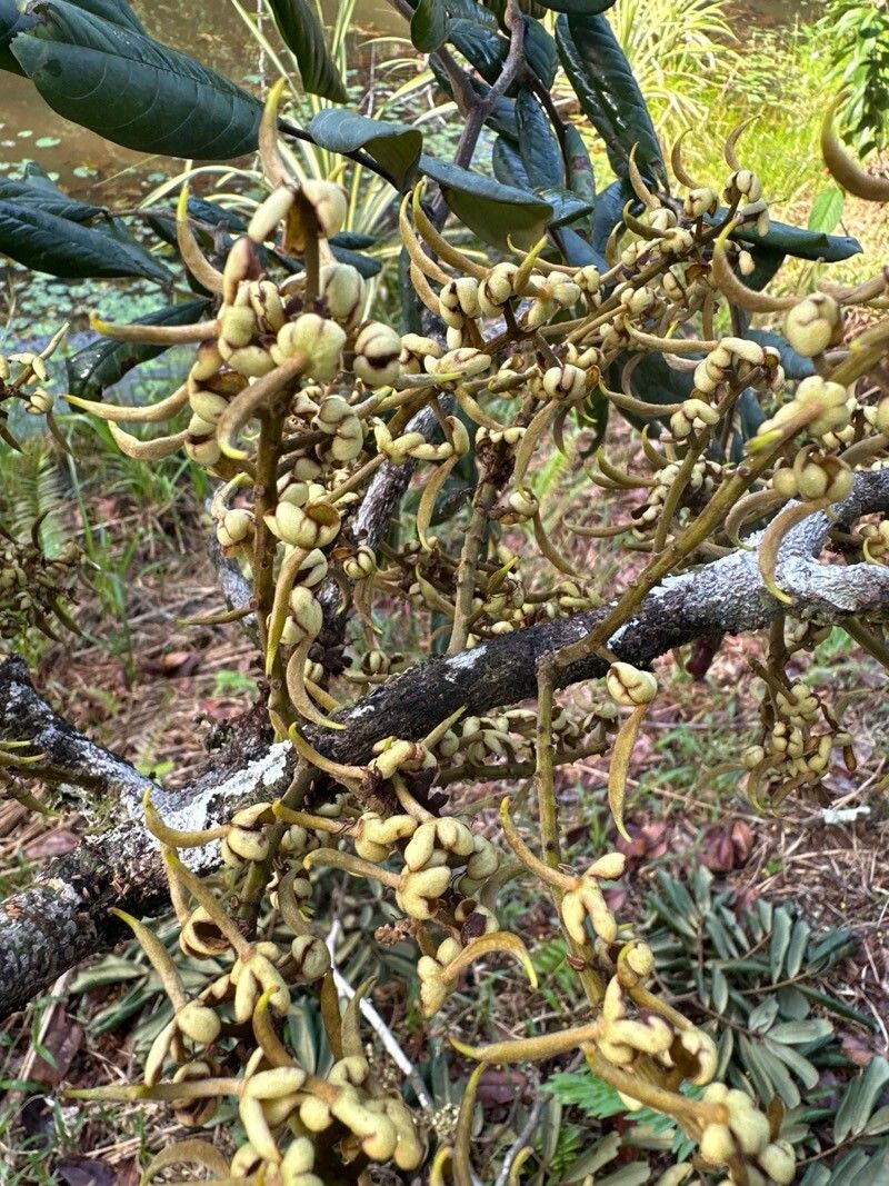 Swartzia maquenqueana flower