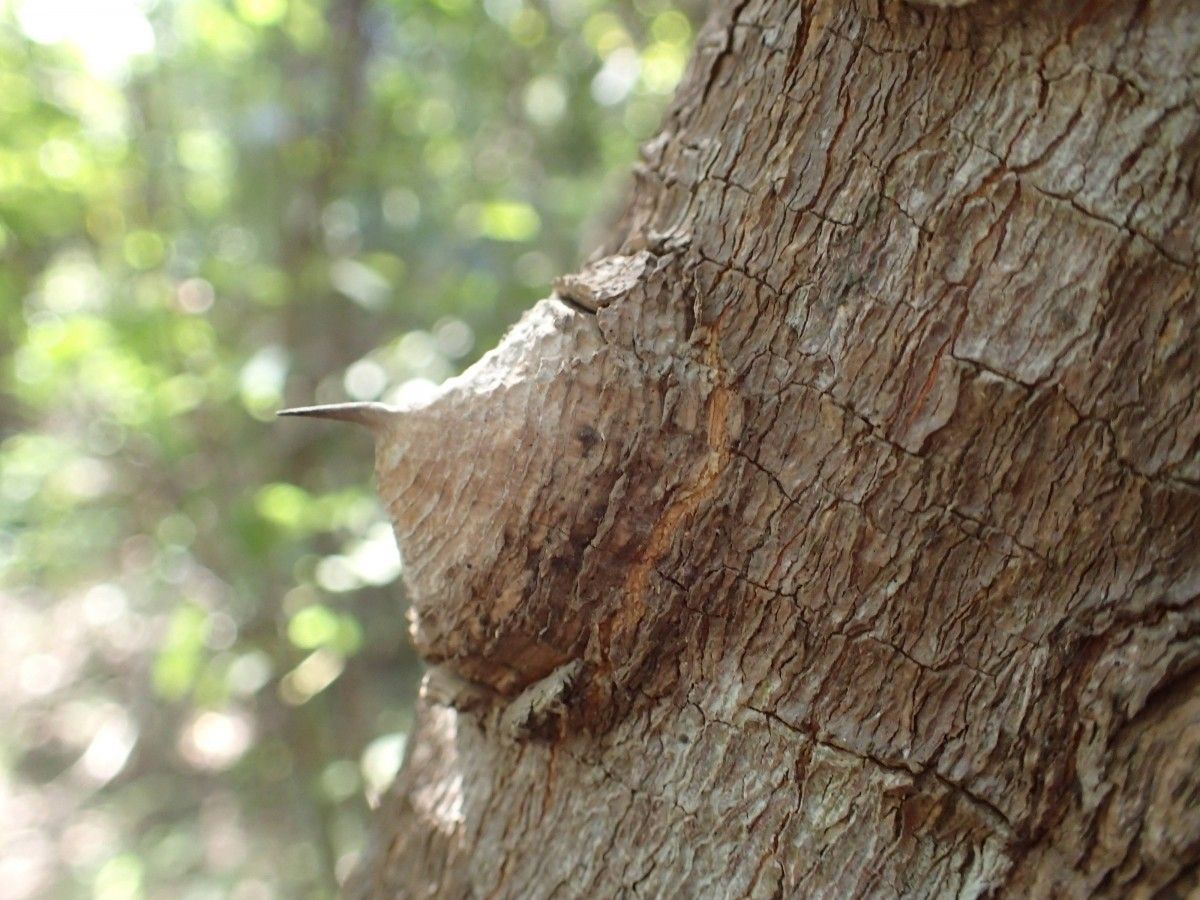 Zanthoxylum zanthoxyloides bark