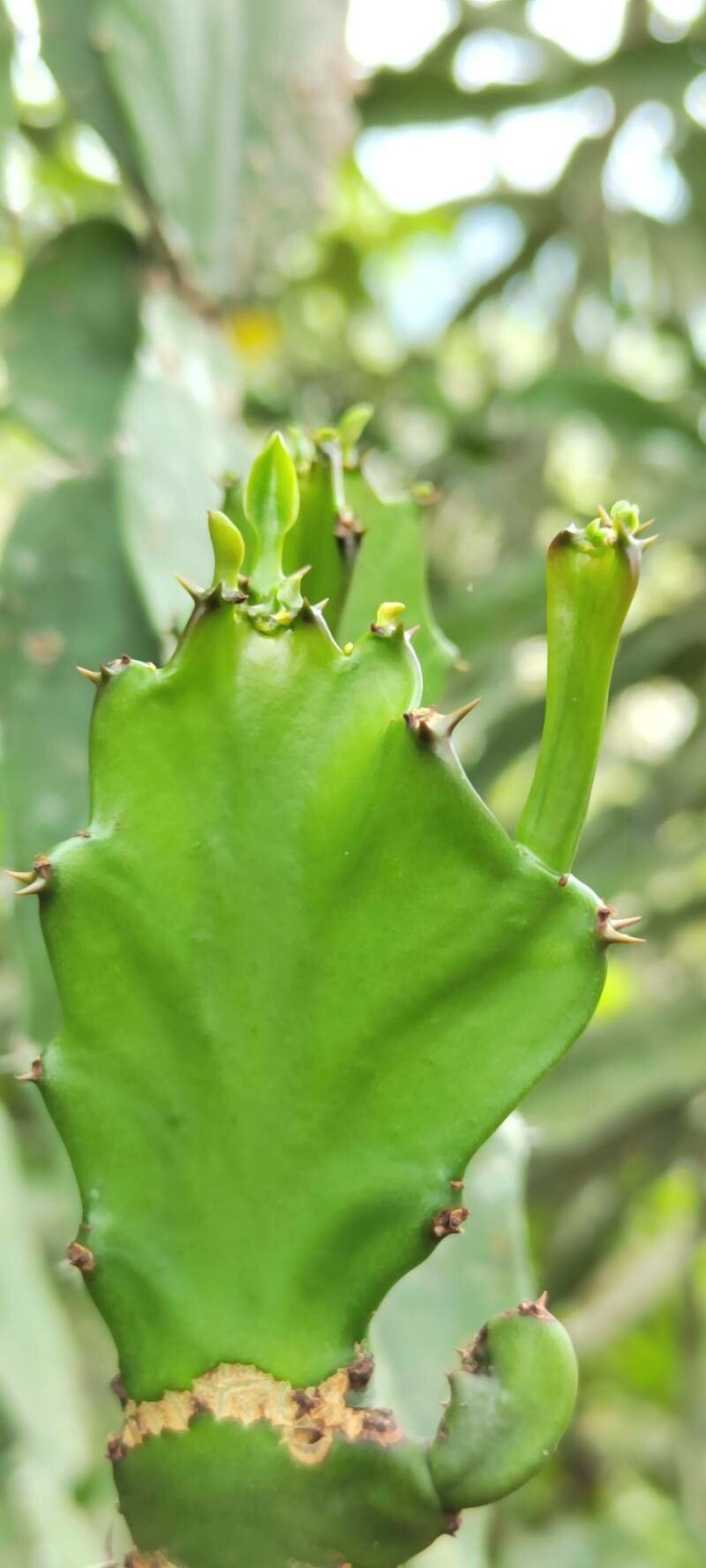 Euphorbia letestui — houseplant care guide