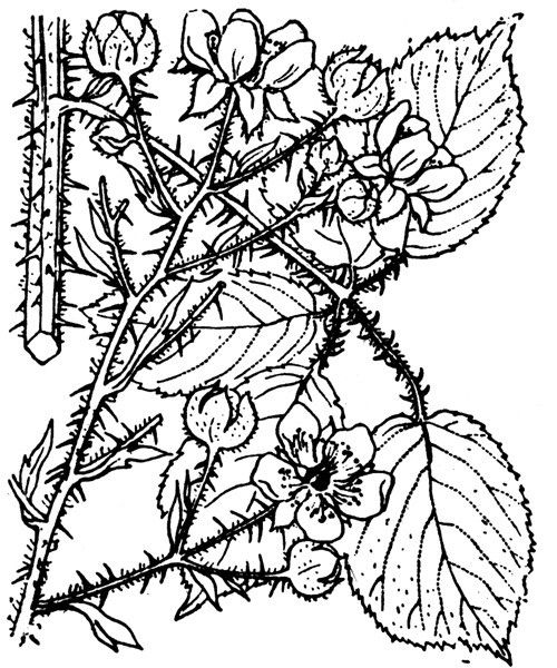 Rubus fuscoater — houseplant care guide