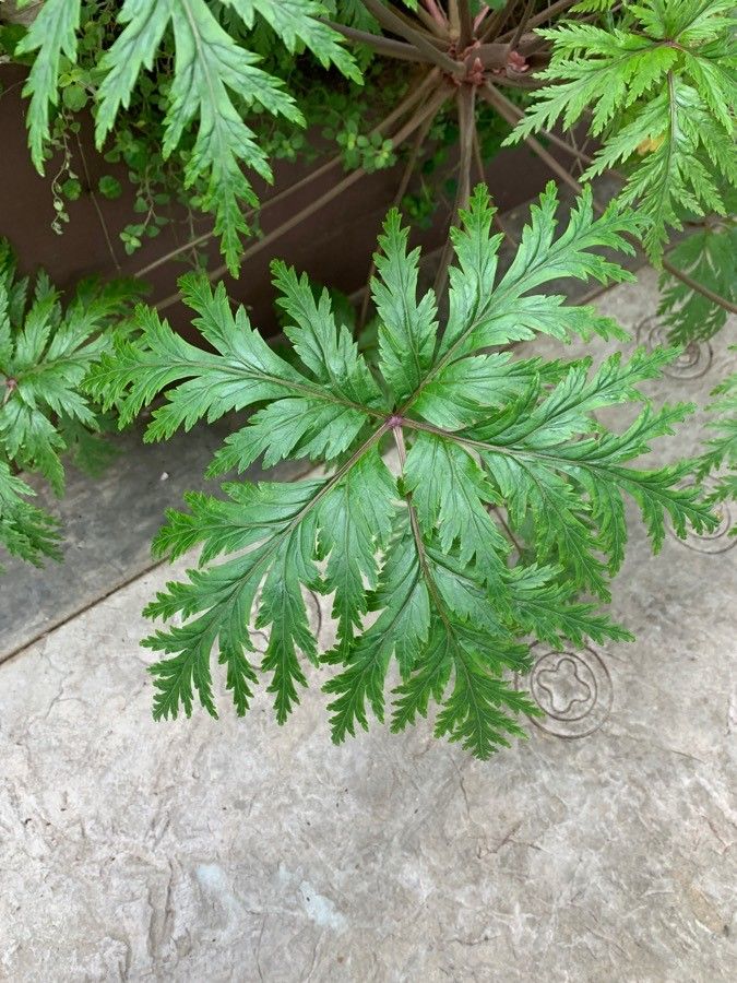 Geranium maderense — search result for 'Portugal'