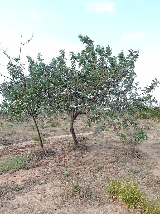 Acacia holosericea habit