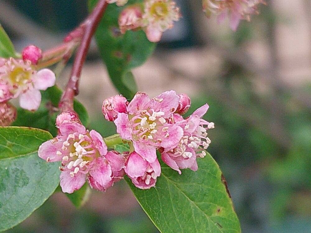 Cotoneaster affinis flower