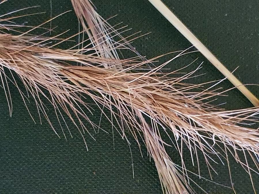 Aristida adoensis fruit