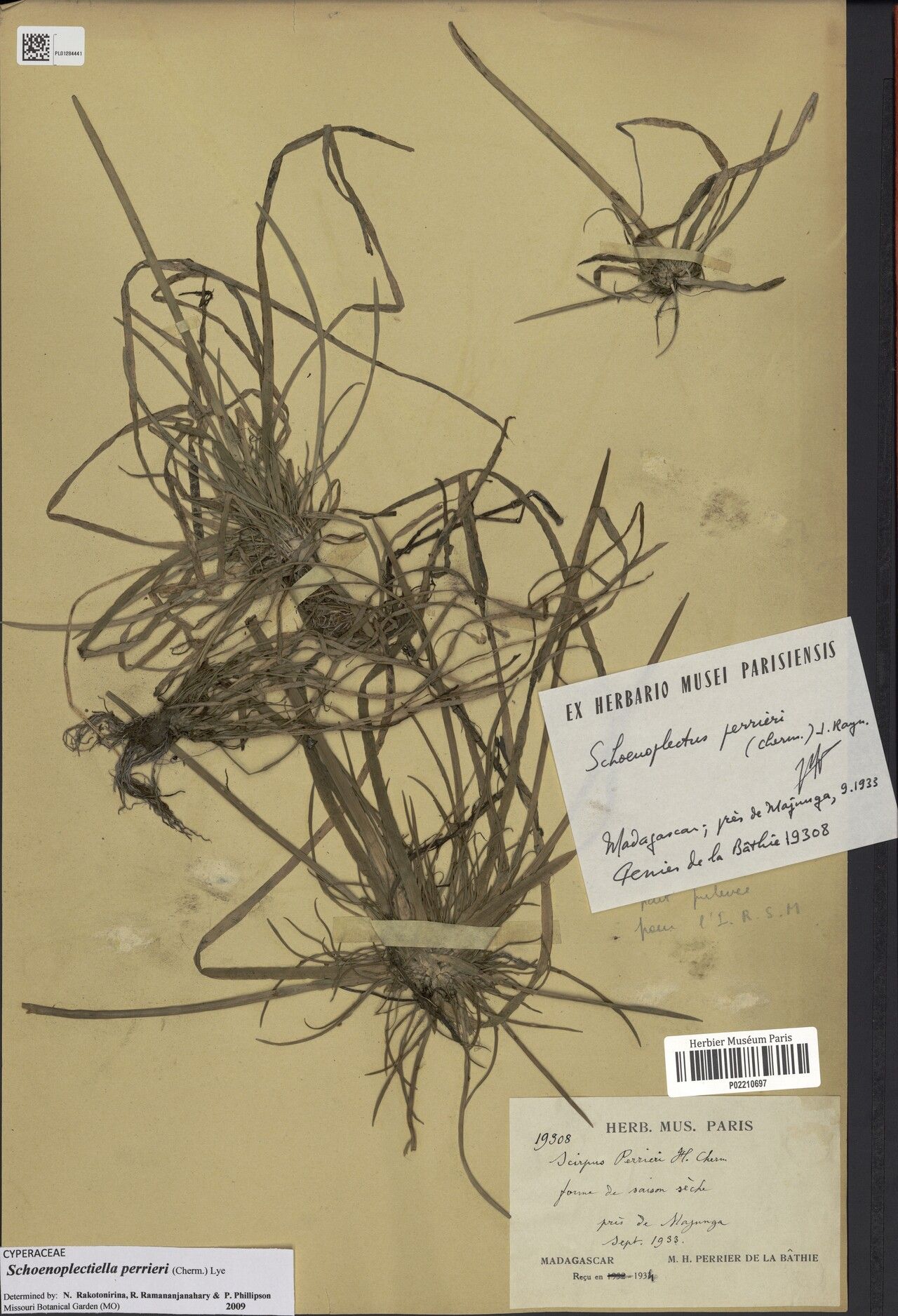 Schoenoplectiella perrieri — houseplant care guide