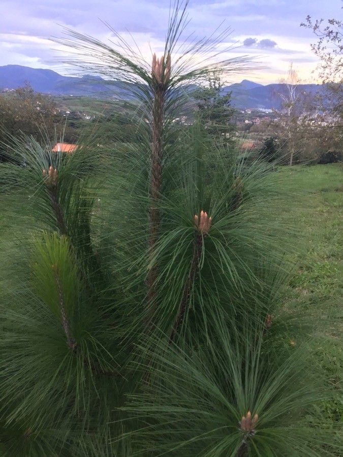 Pinus pseudostrobus leaf