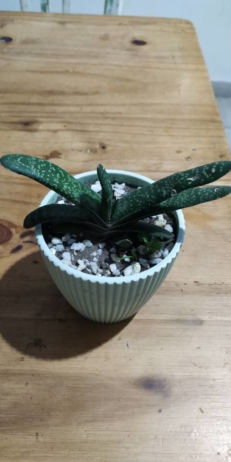 Gasteria excelsa bark