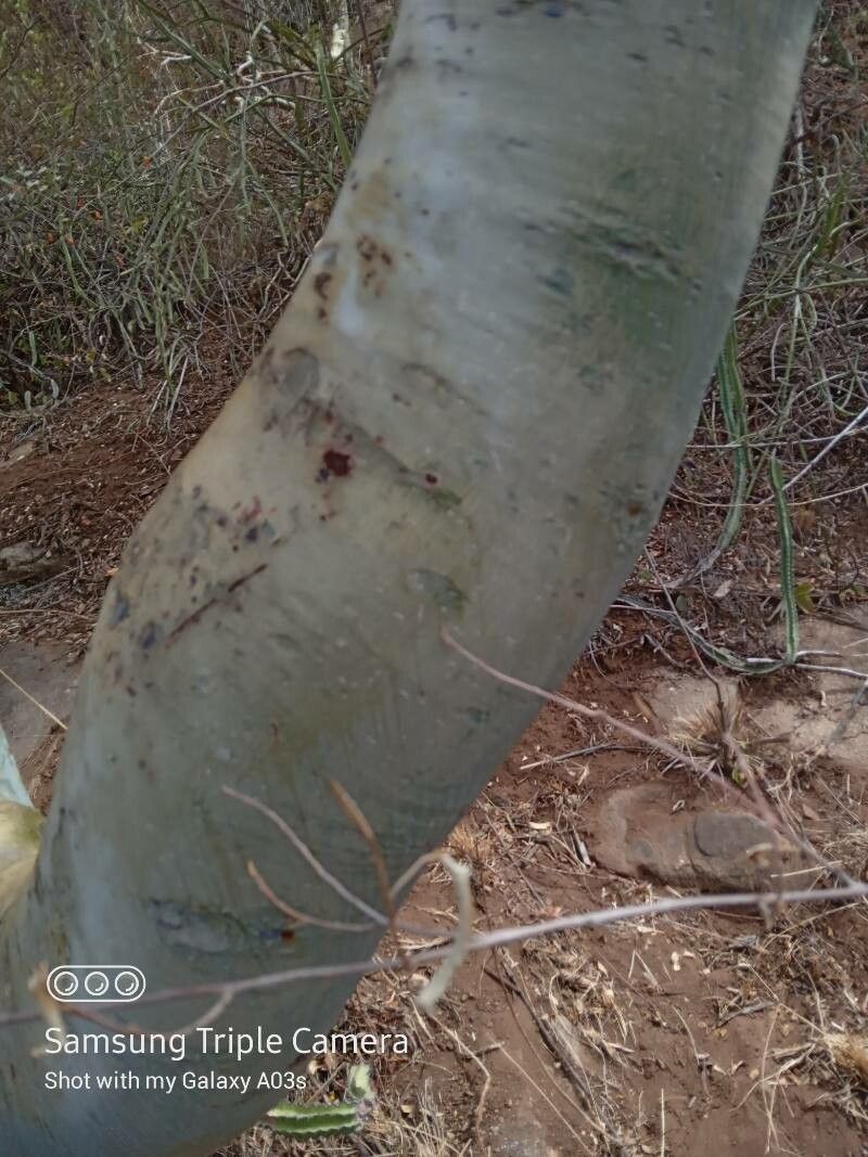Commiphora baluensis bark
