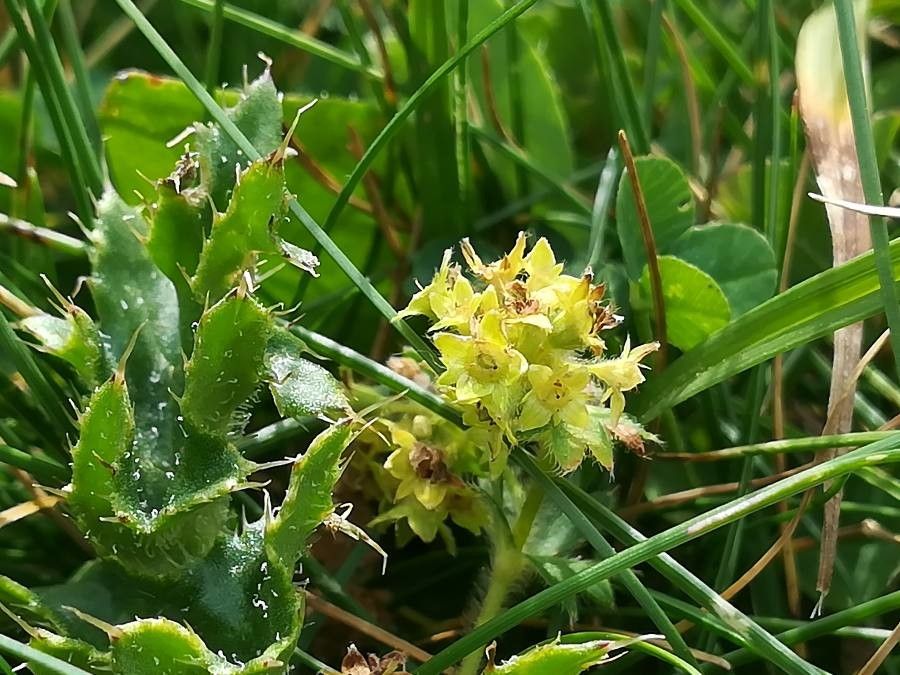 Alchemilla hybrida flower