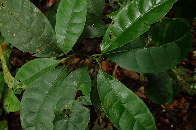 Psychotria potanthera leaf