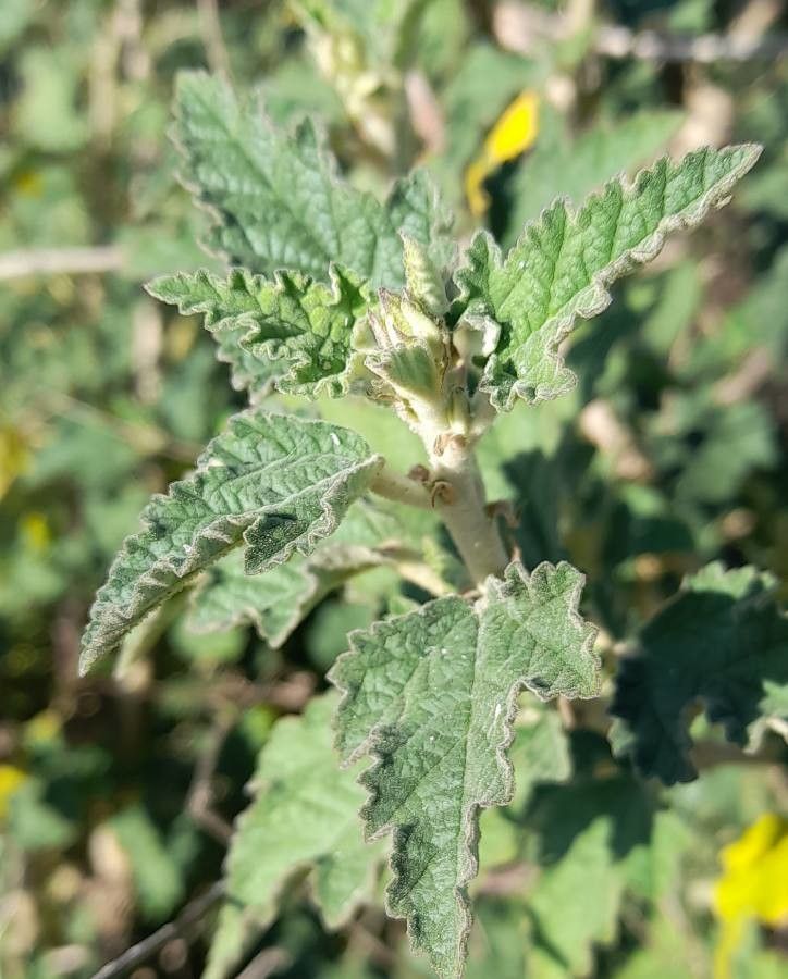 Sphaeralcea bonariensis — search result for 'Paraguay'