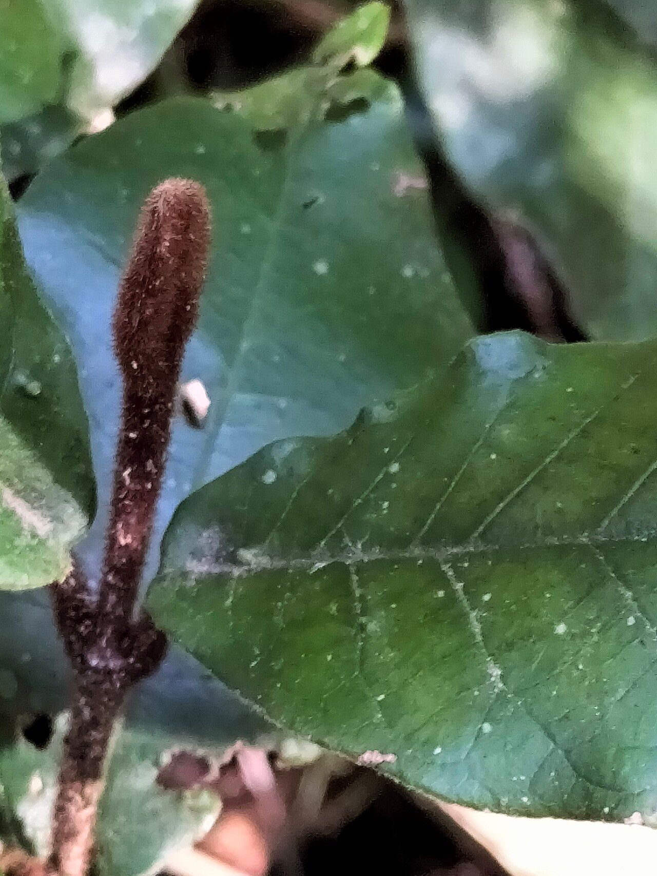 Trichocladus crinitus bark