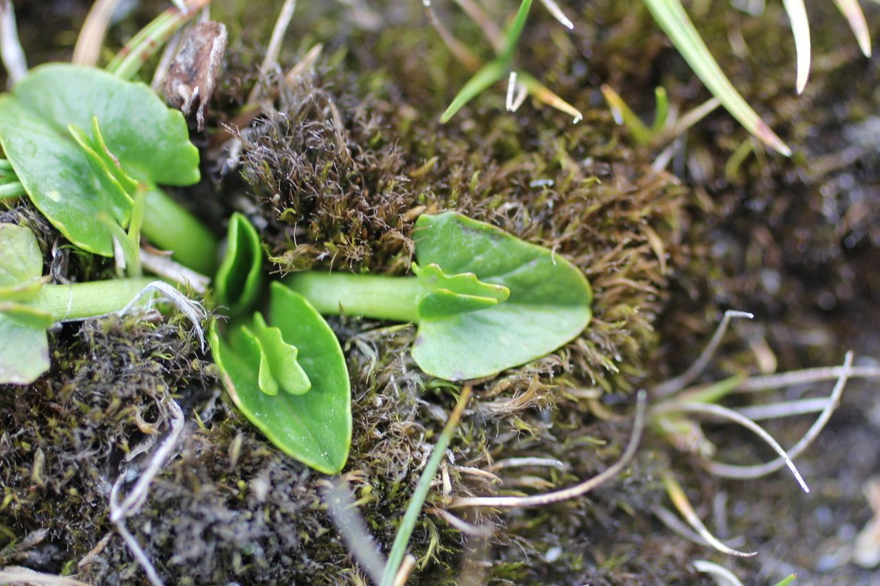 Caltha sagittata habit