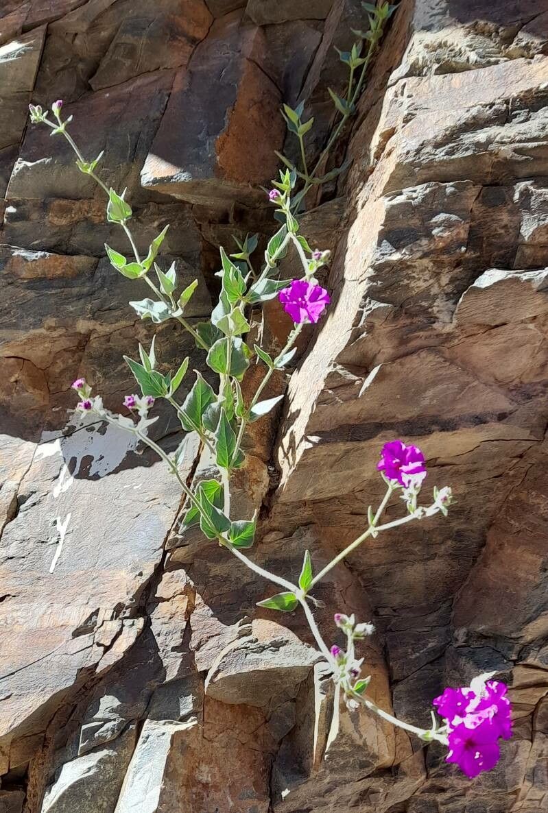 Mirabilis bracteosa habit