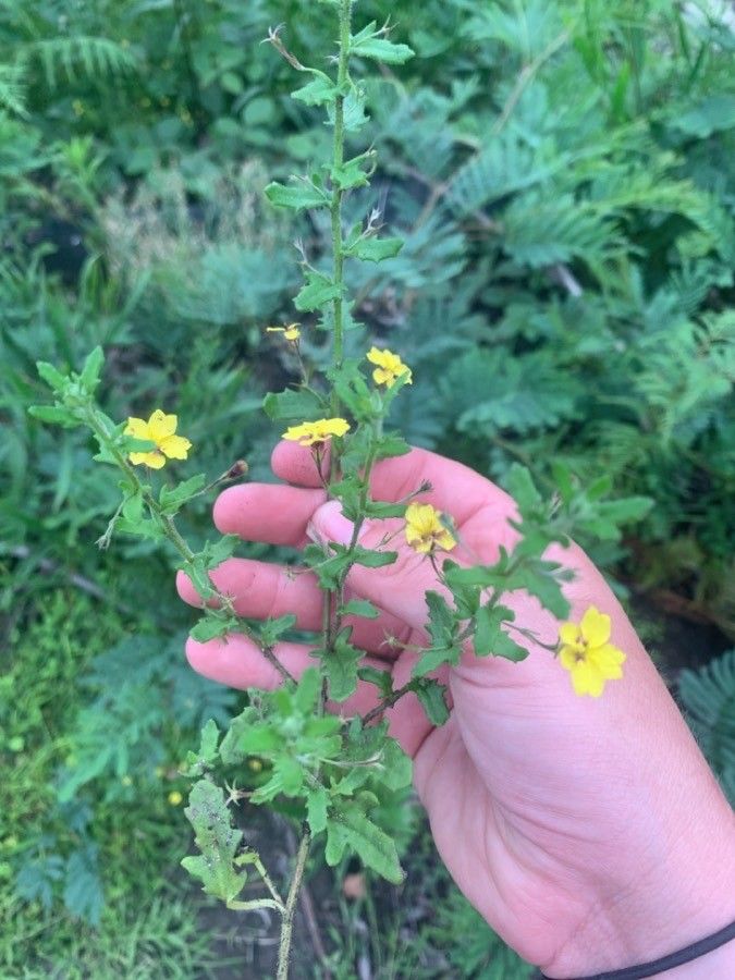 Goodenia heterophylla leaf