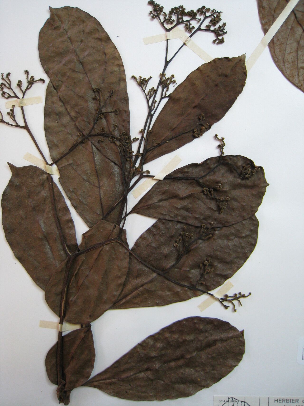 Cordia exaltata other