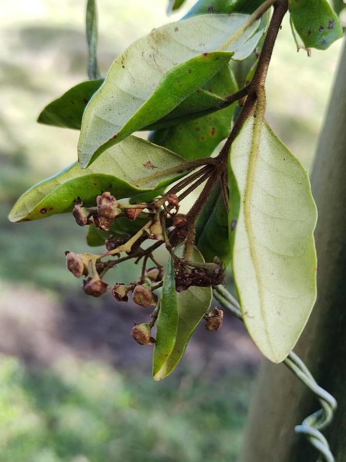 Myrceugenia exsucca fruit