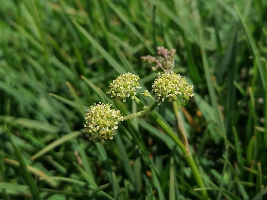 Epikeros pyrenaeus flower