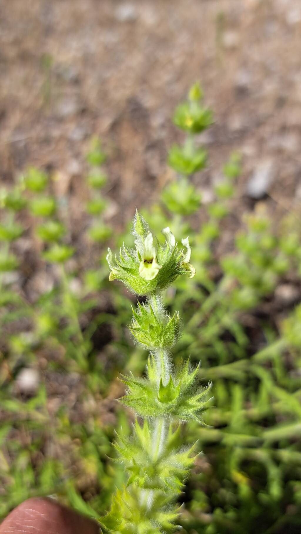 Sideritis endressii flower