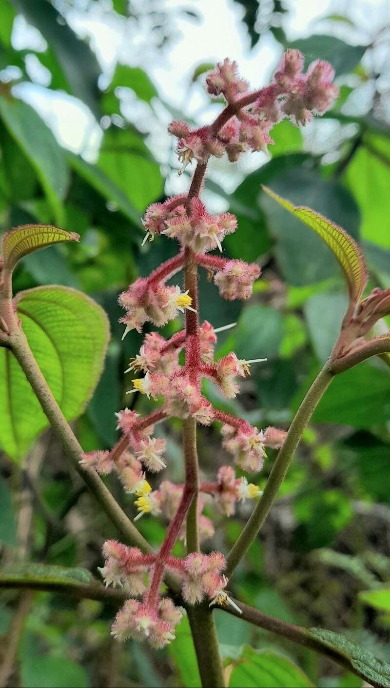 Leandra balansae flower