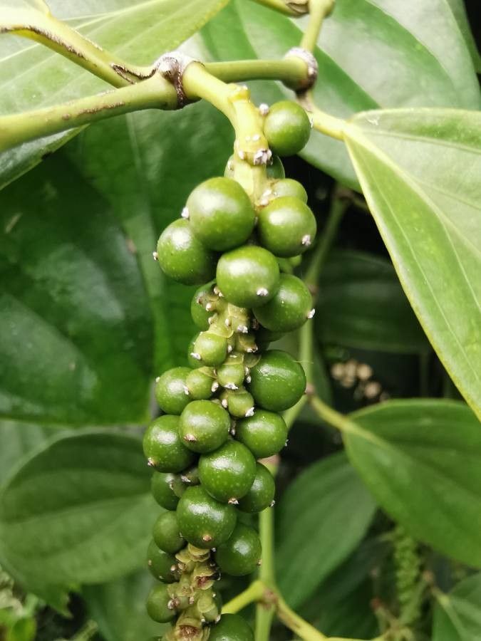 Piper nigrum fruit