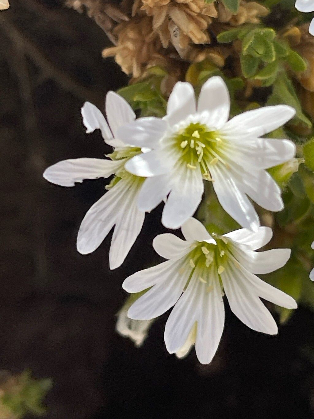 Cerastium thomasii flower