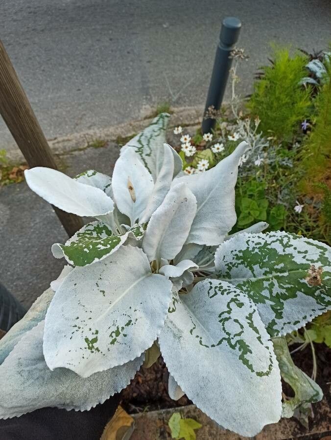 Senecio candidans leaf