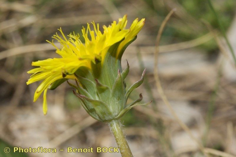 Taraxacum panalpinum — houseplant care guide
