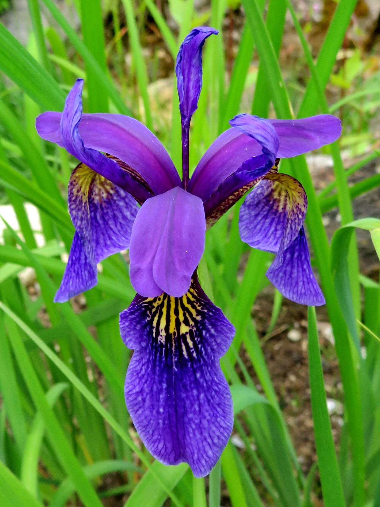 Iris forrestii — houseplant care guide