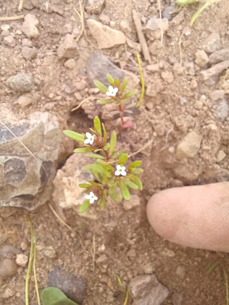 Gayophytum humile flower
