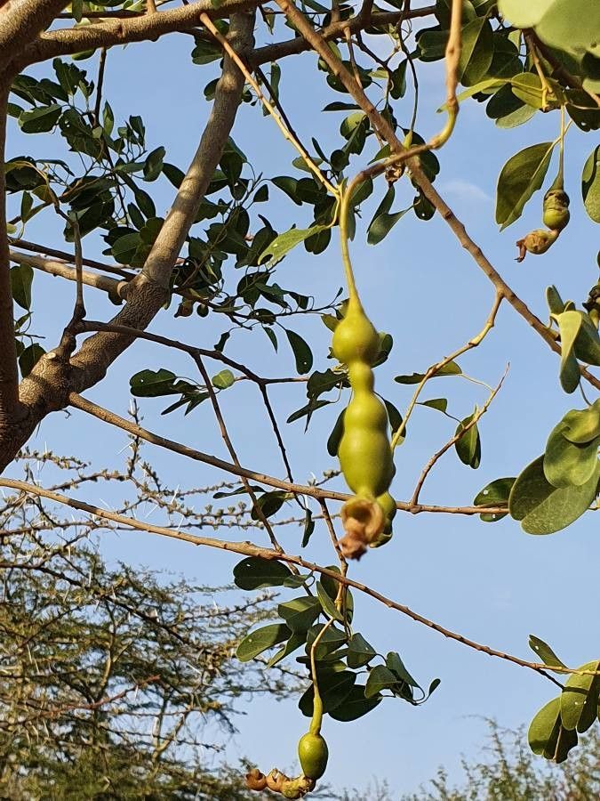 Maerua angolensis fruit