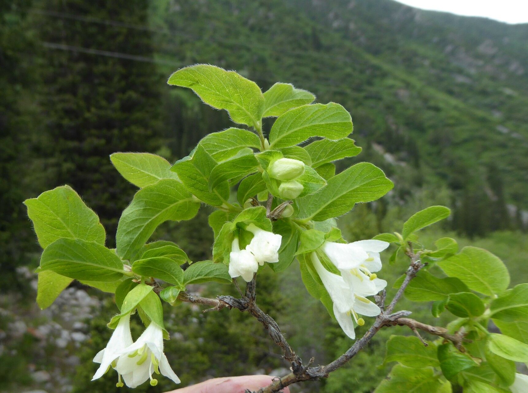 Lonicera hispida — search result for 'Lonicera'