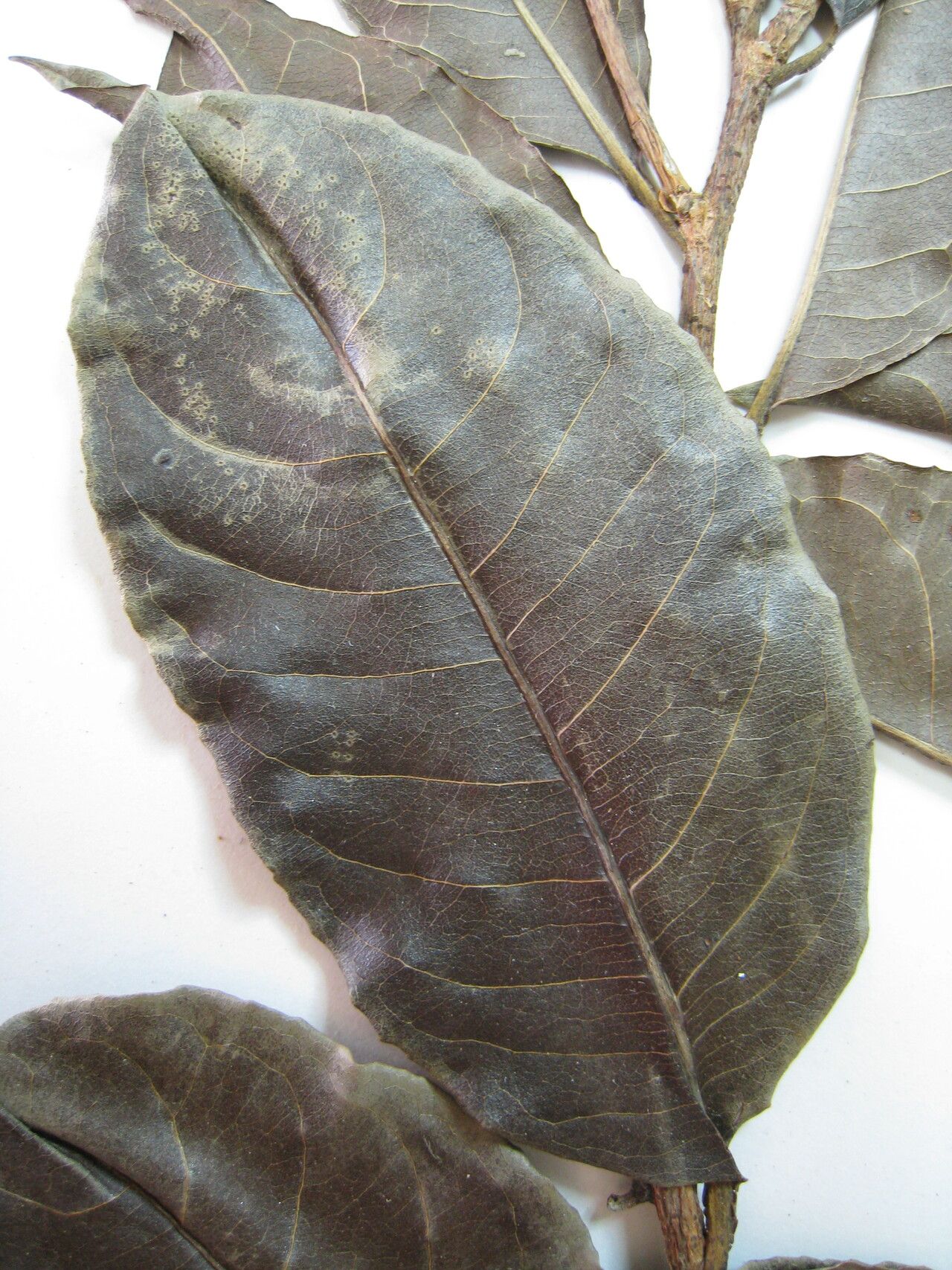 Lecythis chartacea — related species from the same genus