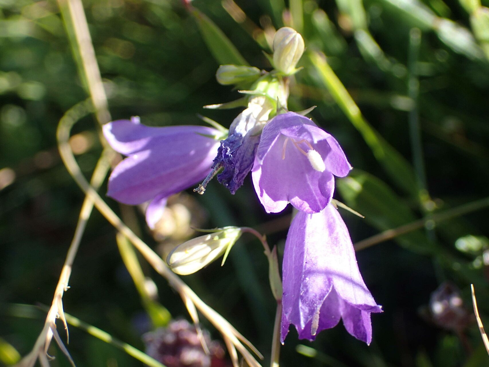 Campanula precatoria flower