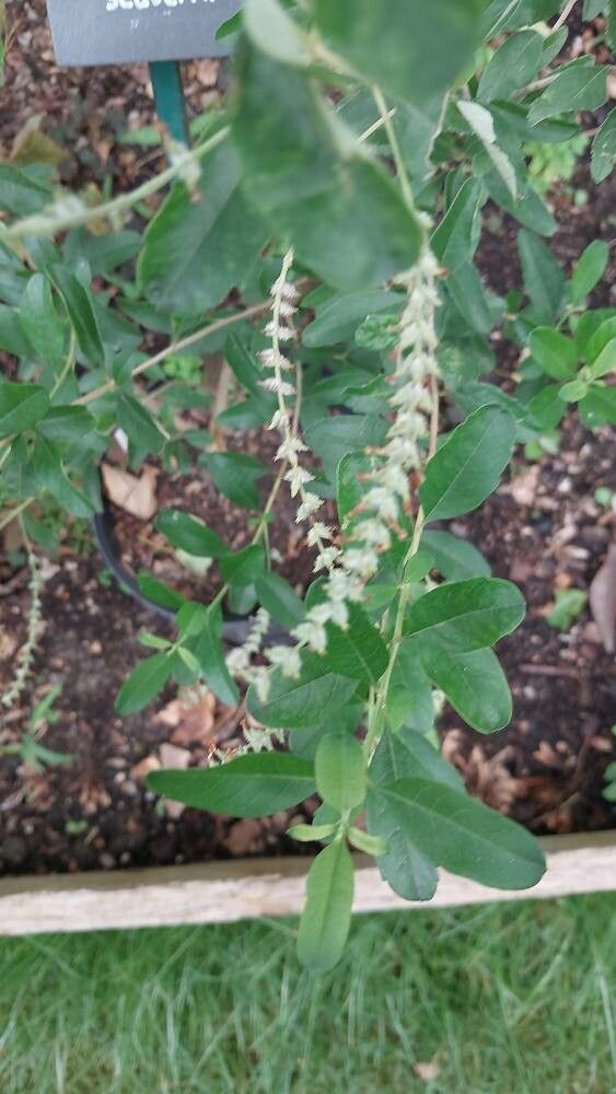 Lippia scaberrima flower