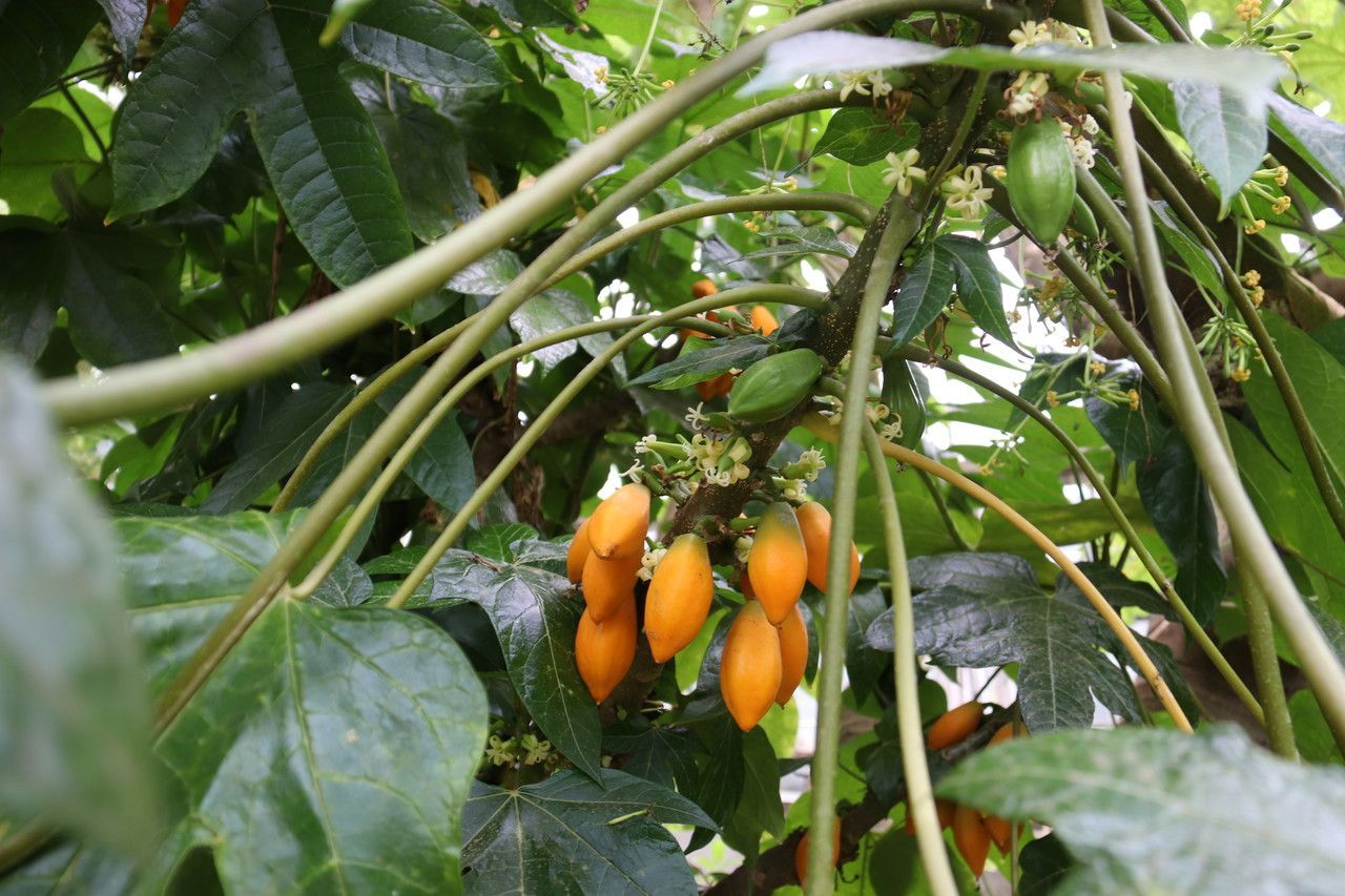 Vasconcellea pubescens fruit