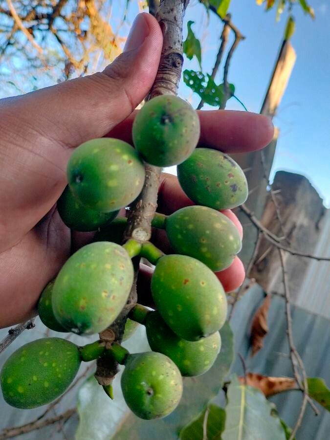 Ficus laurifolia fruit