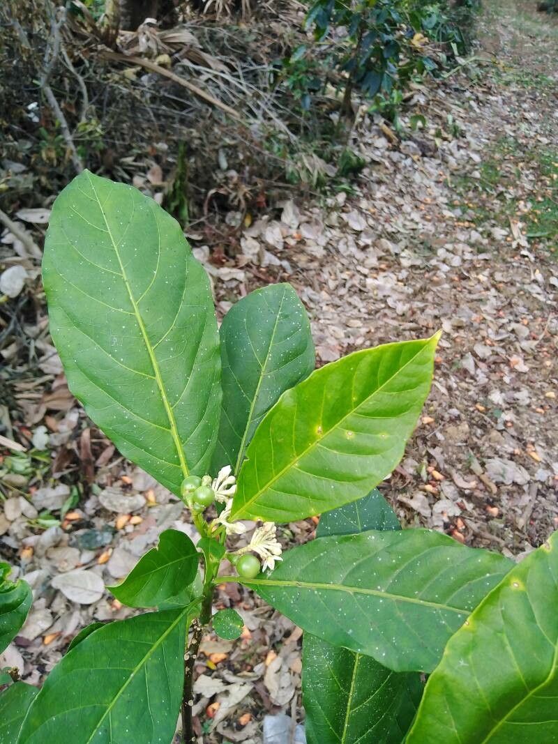 Solanum rovirosanum — houseplant care guide