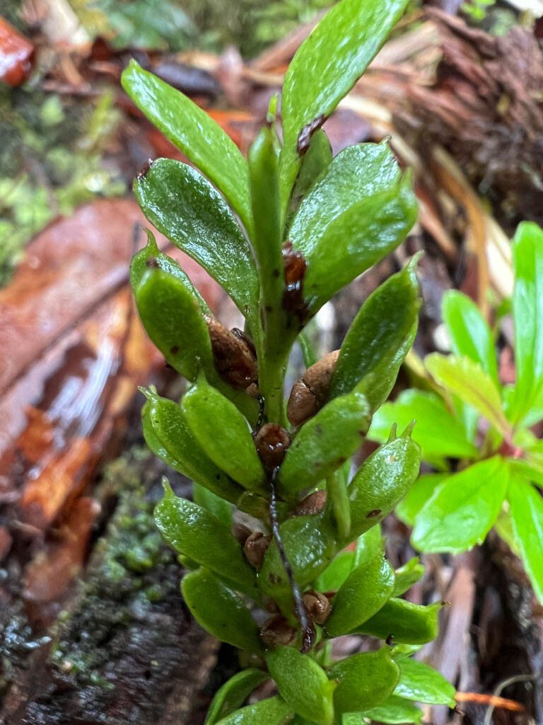 Tmesipteris lanceolata — related species from the same genus