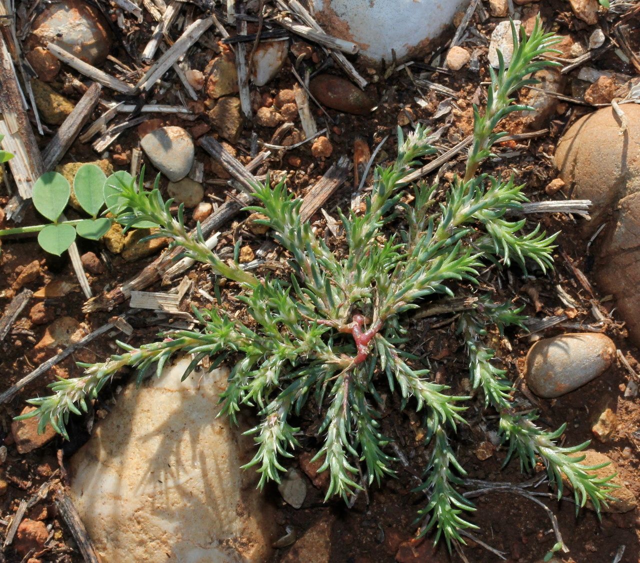 Polycnemum arvense habit