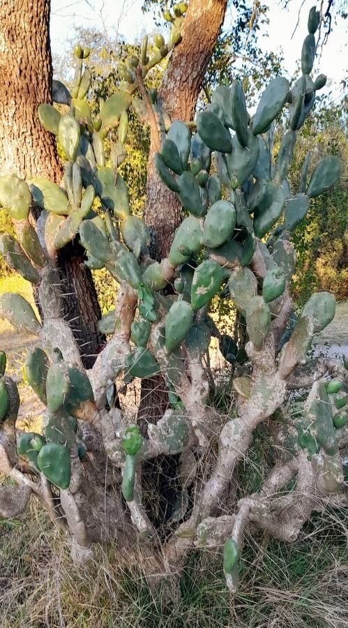 Opuntia elata — search result for 'Opuntia'
