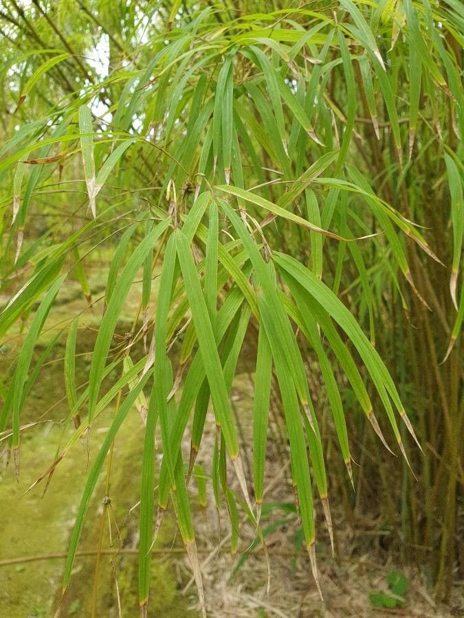 Chusquea coronalis — related species from the same genus