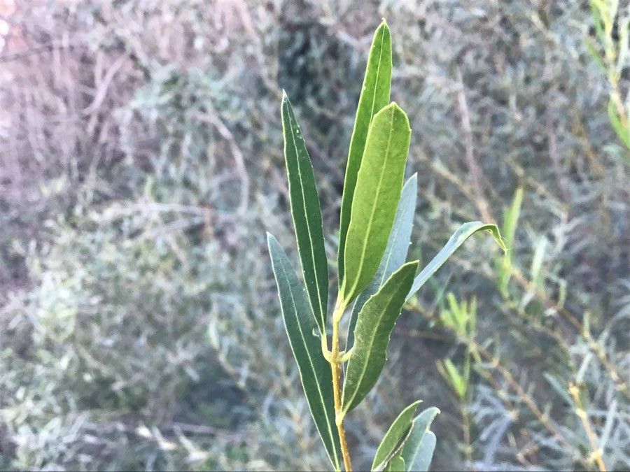 Phillyrea angustifolia — related species from the same genus
