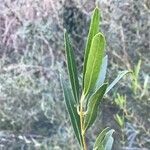 Phillyrea angustifolia