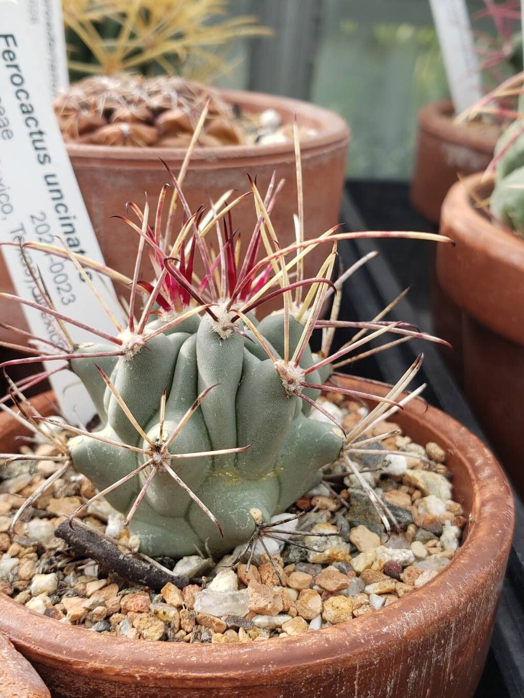 Ferocactus uncinatus — houseplant care guide