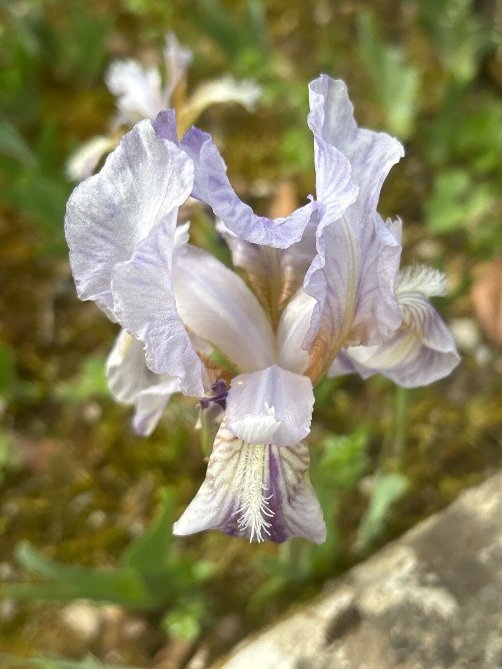 Iris revoluta — houseplant care guide