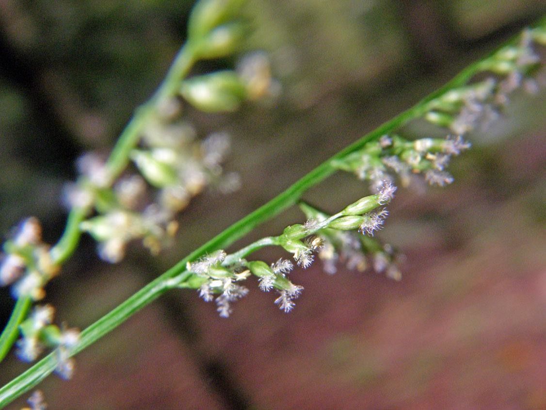 Panicum polygonatum bark